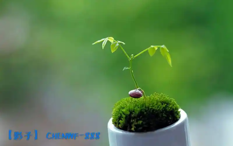 送你的护眼壁纸聊天背景