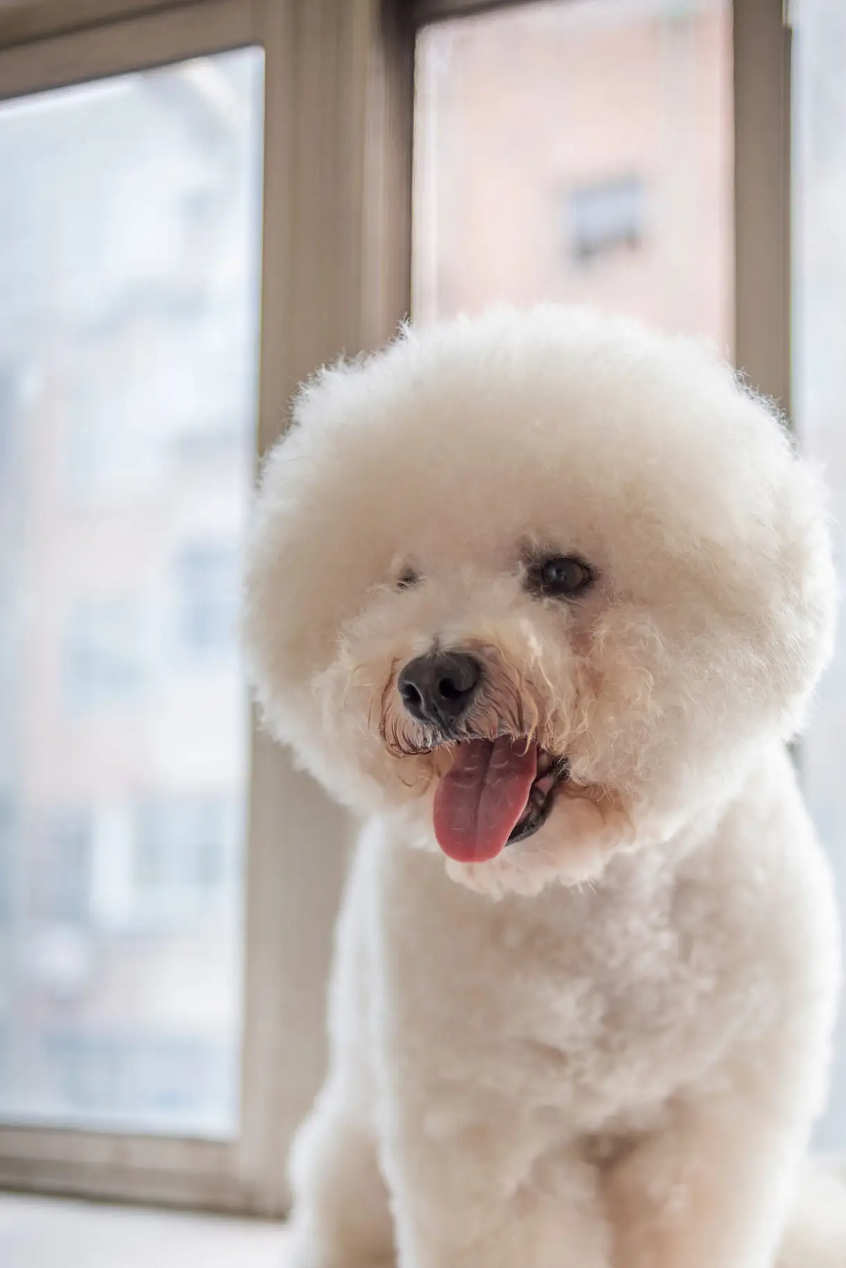 呆萌比熊之你不知道的小知识_狗狗_毛发_饮食