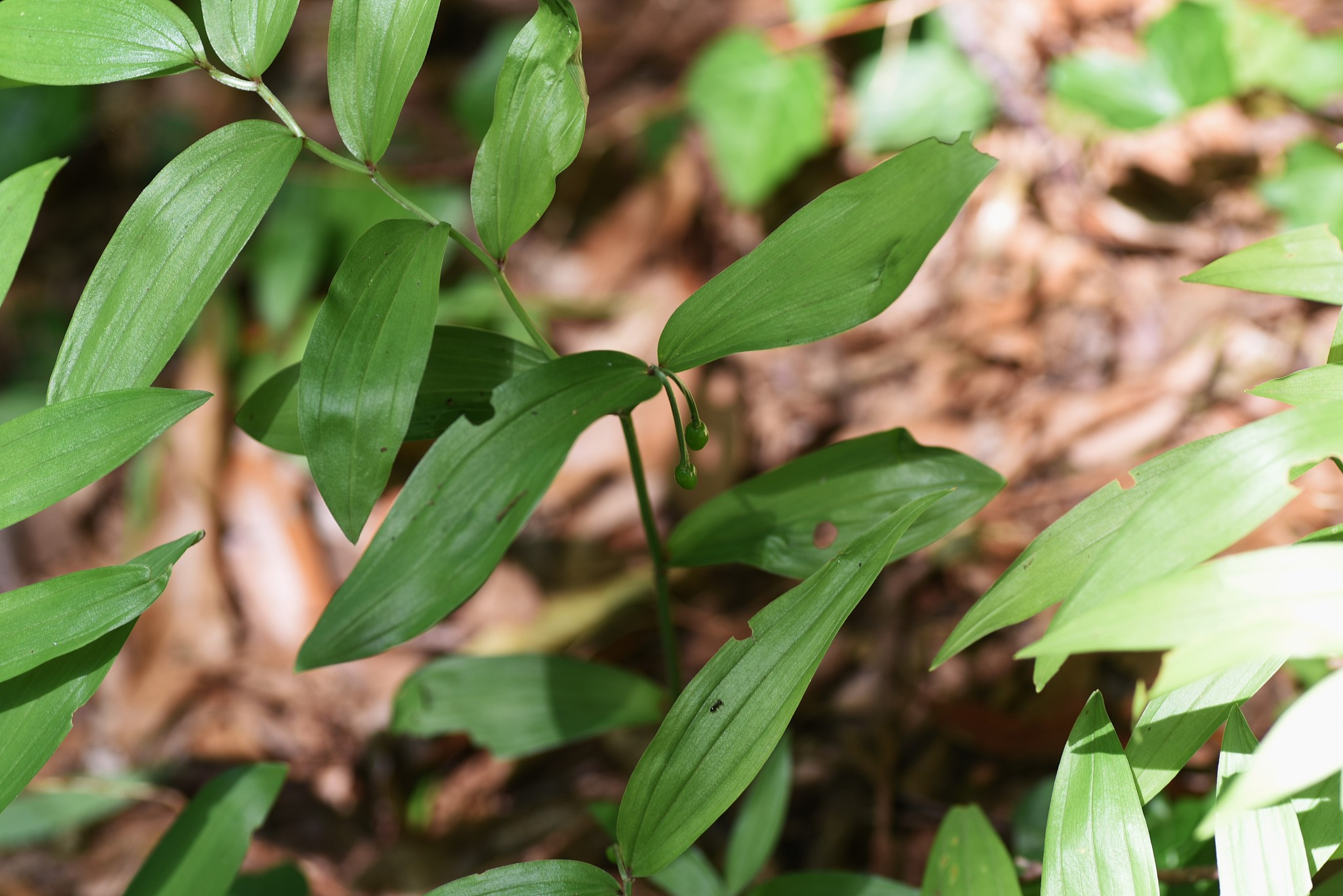 五指毛桃:功效与作用详解 五指毛桃,是一种常见的中药材,因其叶子长得