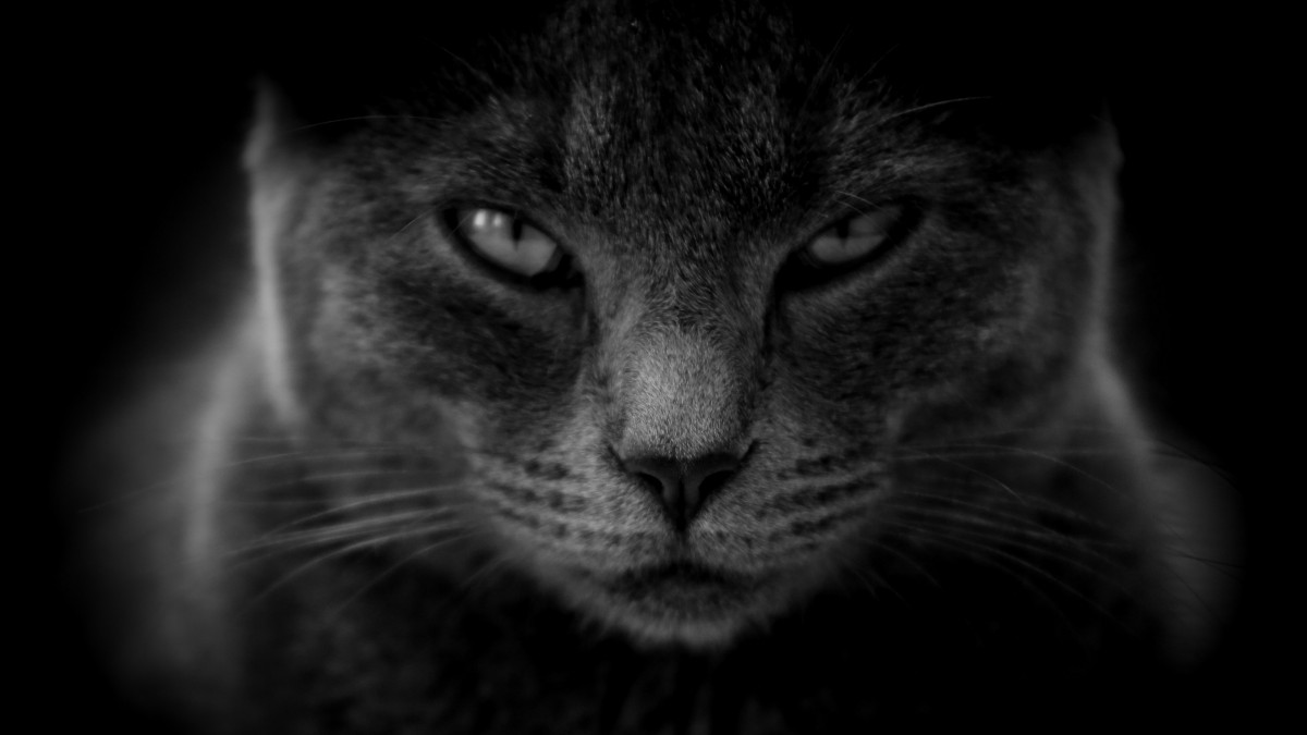 黑猫图片大全大图814