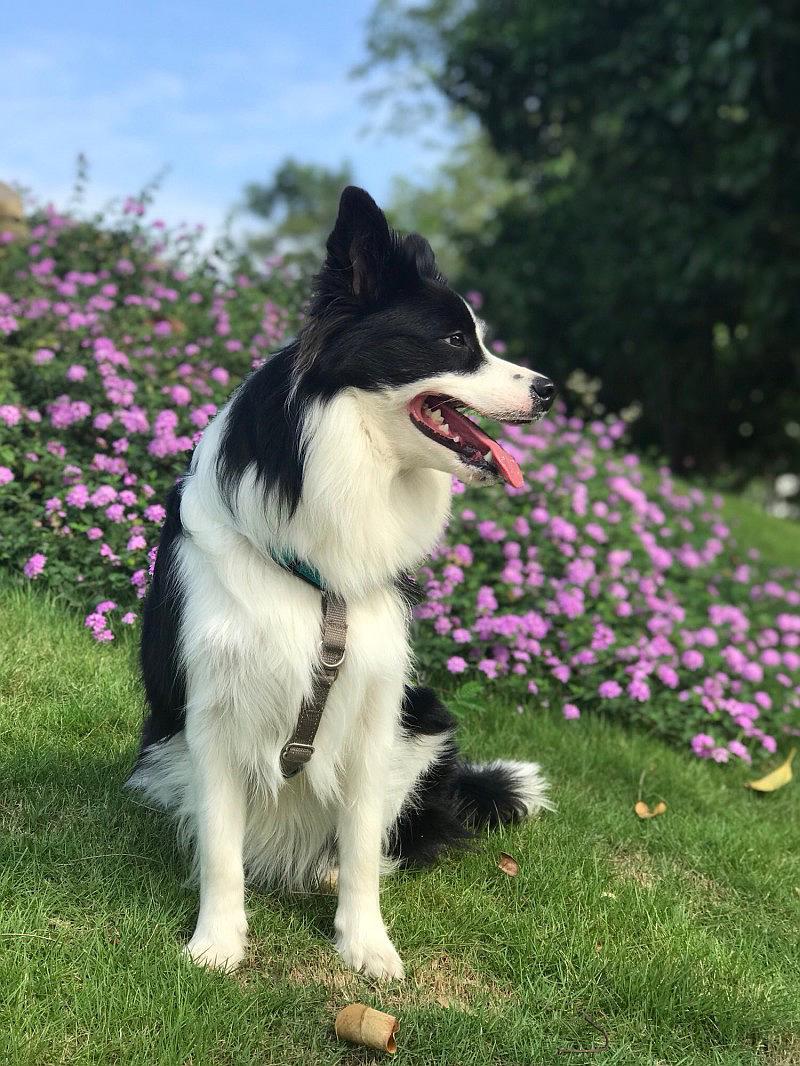 边牧图片-边境牧羊犬图片比花娇!在国家森林公园玩了一上午!开心呀!