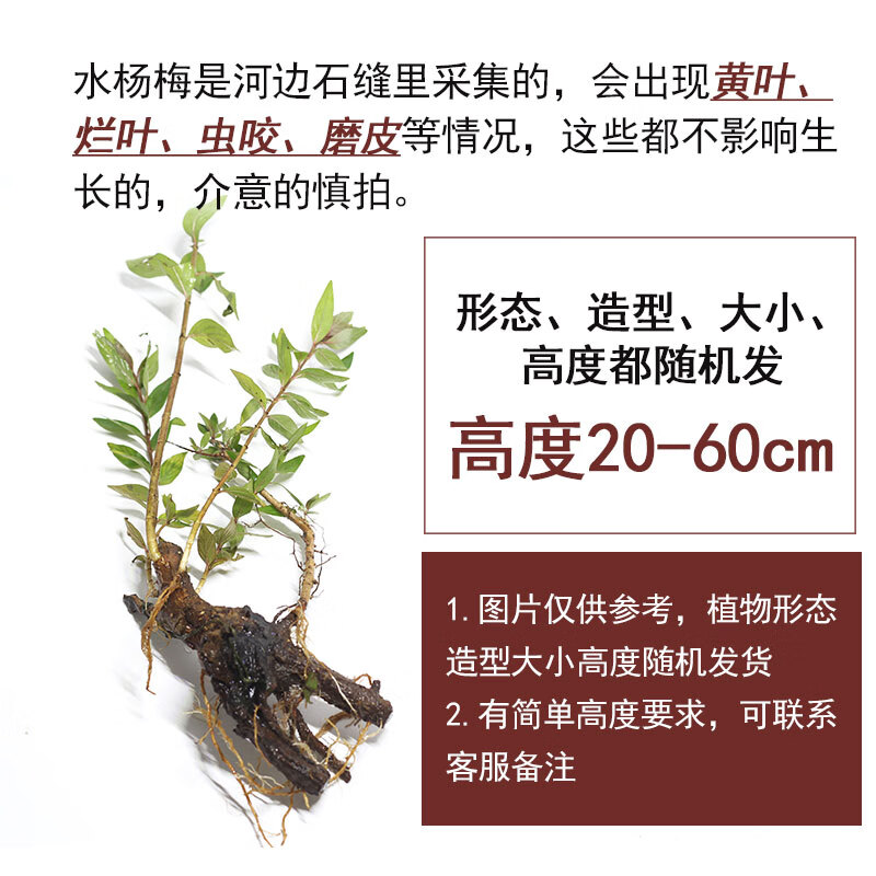 盘栽景阴性植物水草土培水培绿植易活 水杨梅一颗随机(鎹固定支架)