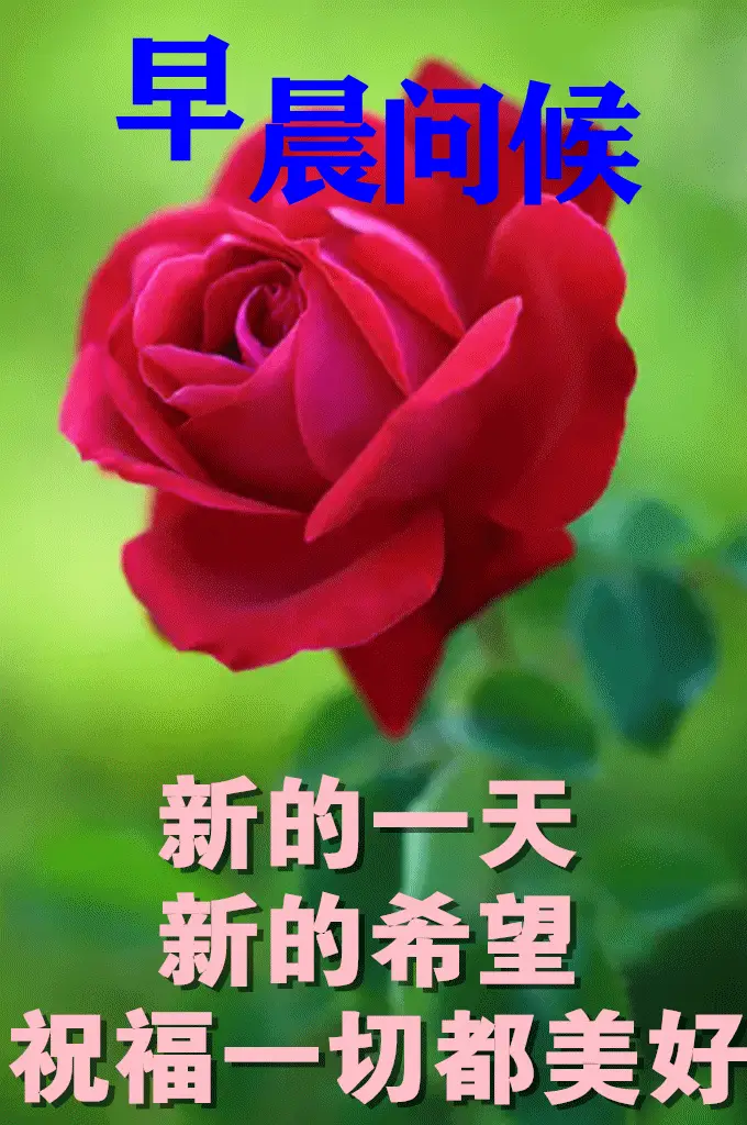8张最新漂亮早上好问候动态鲜花图片创意唯美春日早上好问候动画图片