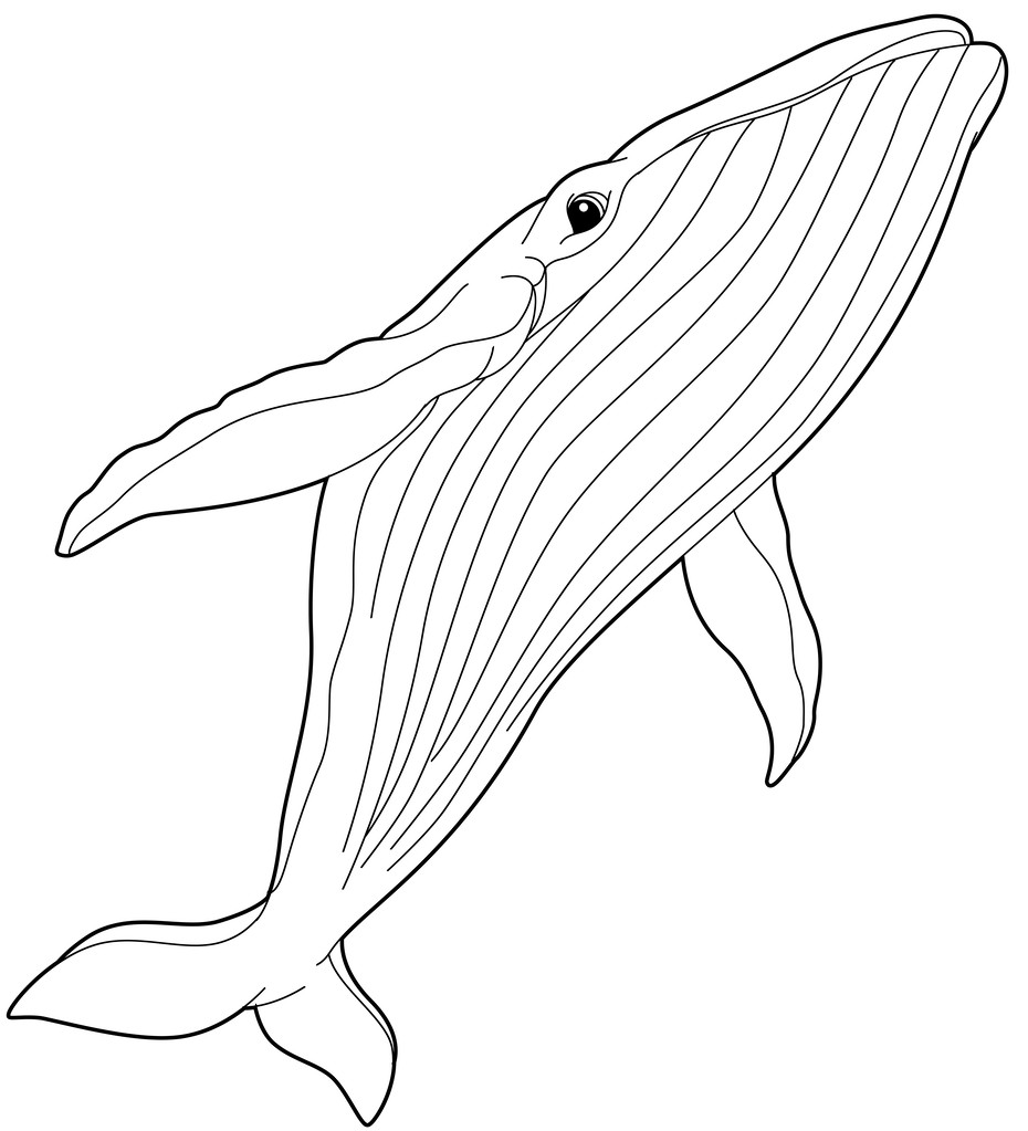 蓝鲸的插图,北极动物 — — 蓝鲸-着色页-为孩子们的插图