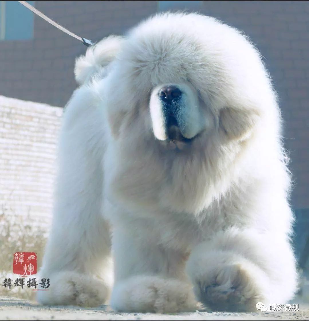 【藏獒微视】打造高端白,【惊天神话】铸非凡!