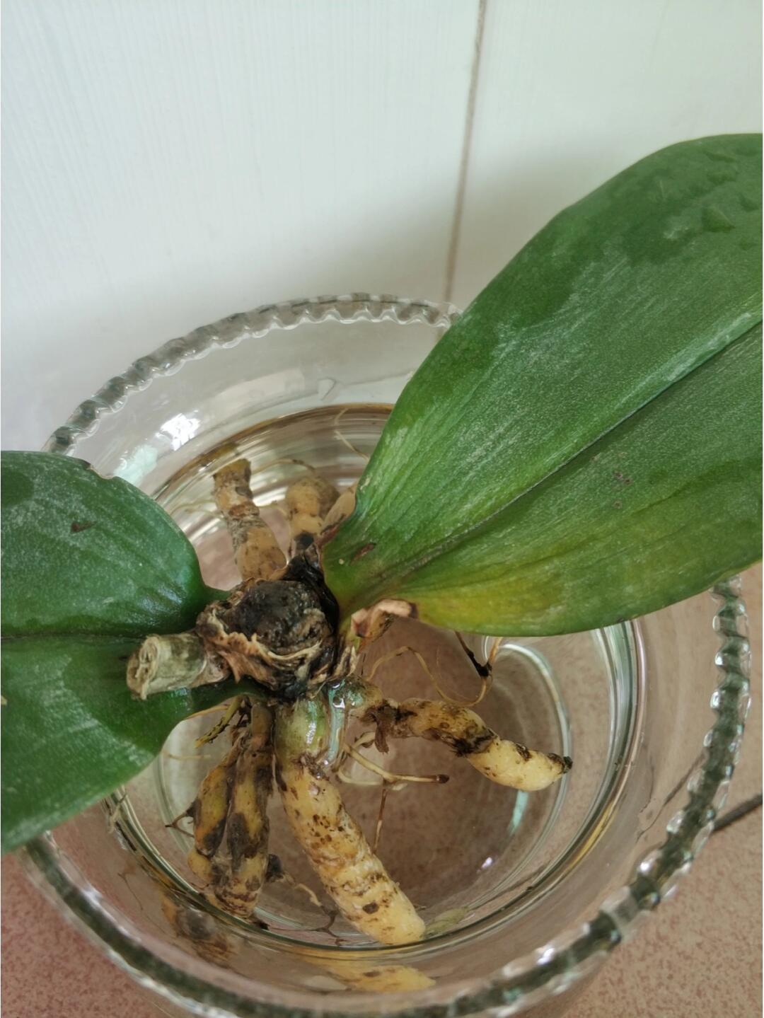 蝴蝶兰烂根了水培看能不能救活