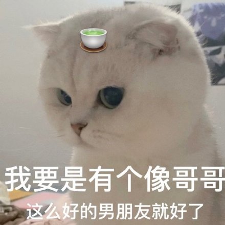 我要是有个像哥哥这么好的男朋友就好了(猫咪绿茶婊表情包)_猫咪_有个