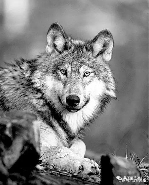 称霸一方的狼王被人类算计,为了爱妻甘愿赴死它的经历,堪称传奇