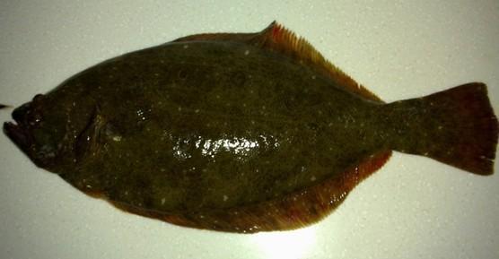 朋友从青岛发来一箱海鲜,这个鱼不认识,又不好意思问朋友,请问谁知道