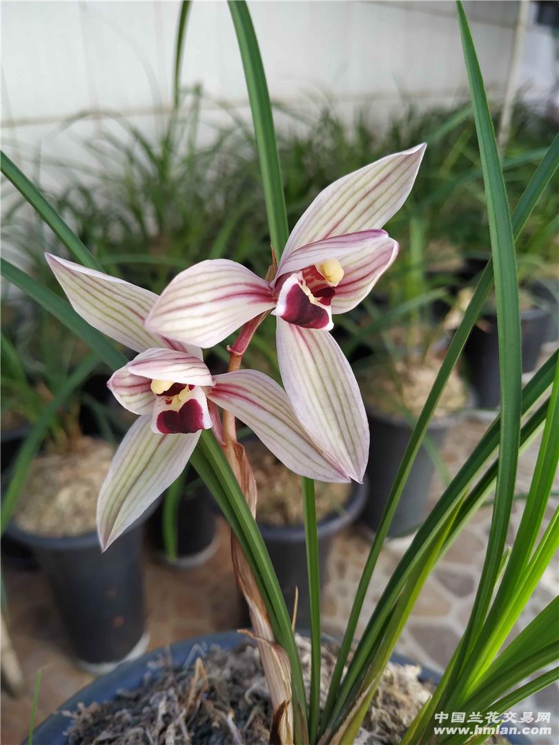 阳台草心心相印-莲瓣篇-中国兰花交易网社区