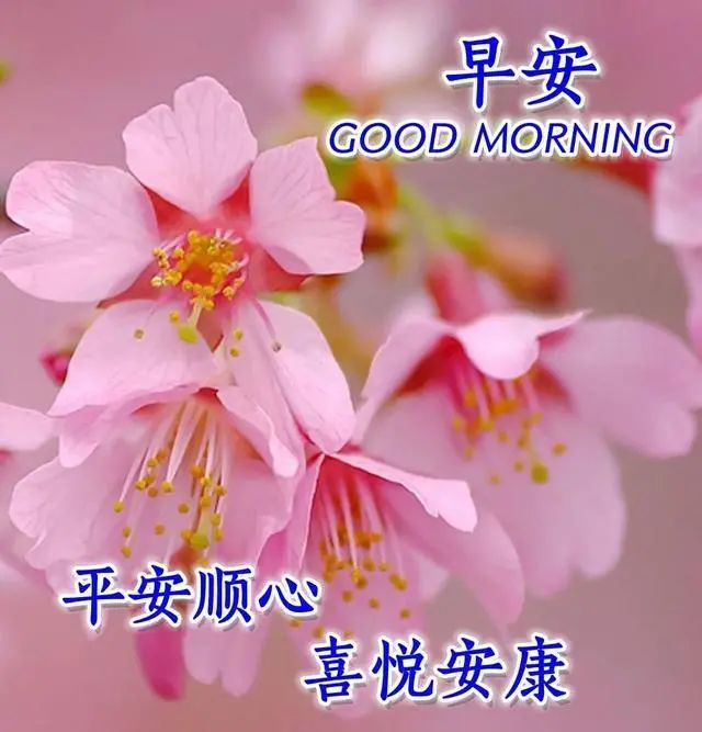早上好祝福美图早安问候美句早晨好动图美图大全早上好问候语动态图片