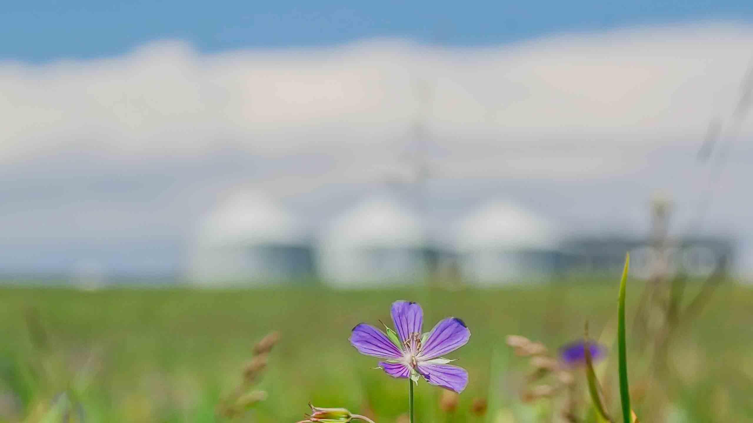 抖音最火2020背景图,高清图片,电脑桌面-壁纸族