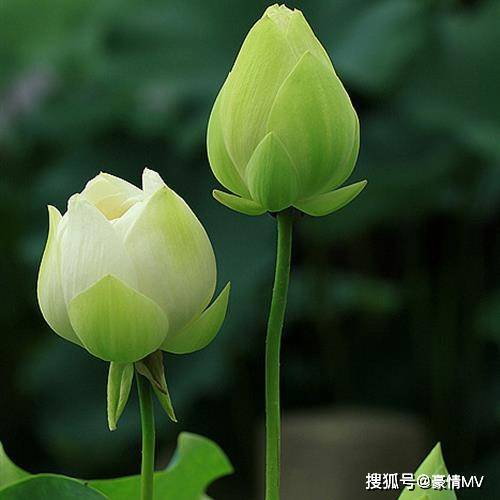 2022年最新版荷花微信头像,姿态各异的荷花太美了