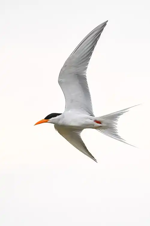 守护中国最后的黄嘴河燕鸥