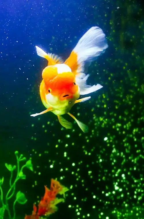 你见过有表情的金鱼吗?图片拍于2018年3月6日,拍摄者:【追影】