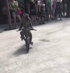 猴子汽车搞笑撞大树gif动图_动态图_表情包下载_soogif