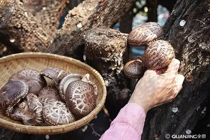 香菇图片_图片大全