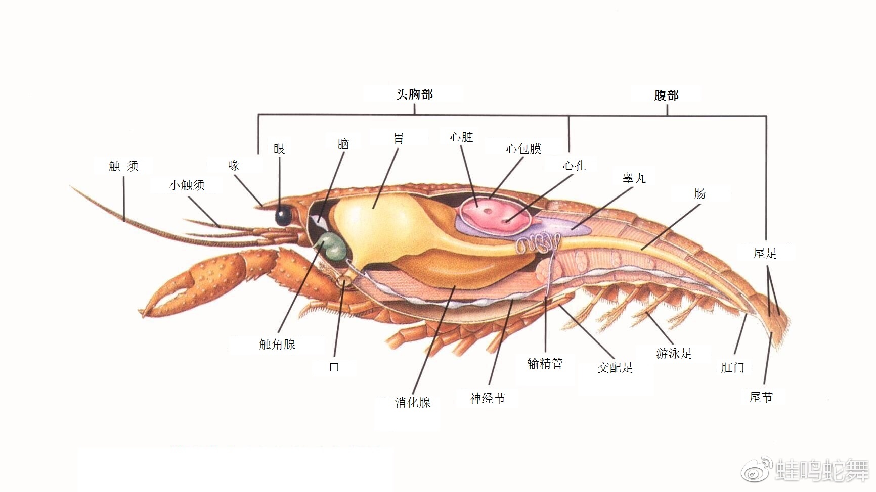 小龙虾结构示意图 图片源自网络