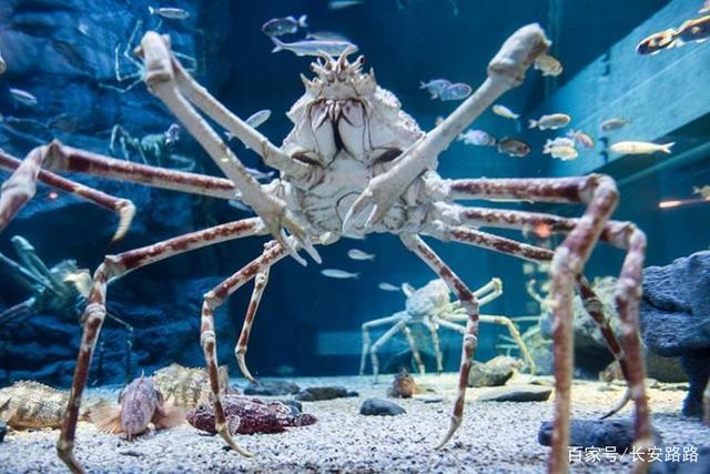 认识日本蜘蛛蟹,"爸爸的长腿海"