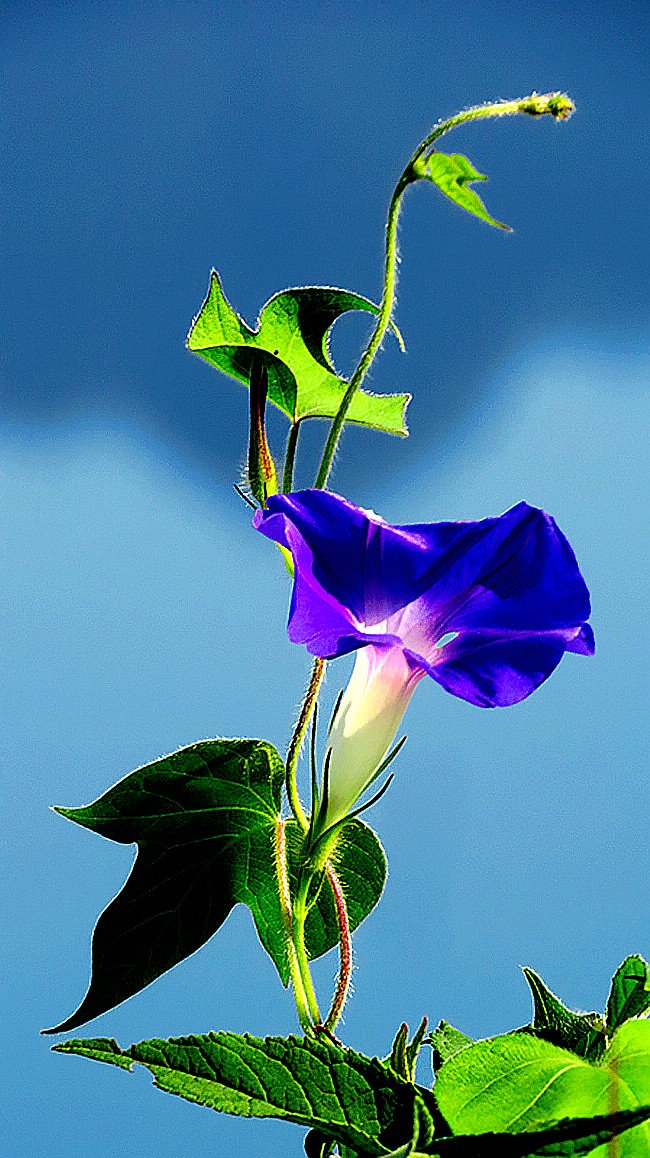 深蓝色牵牛花欣赏