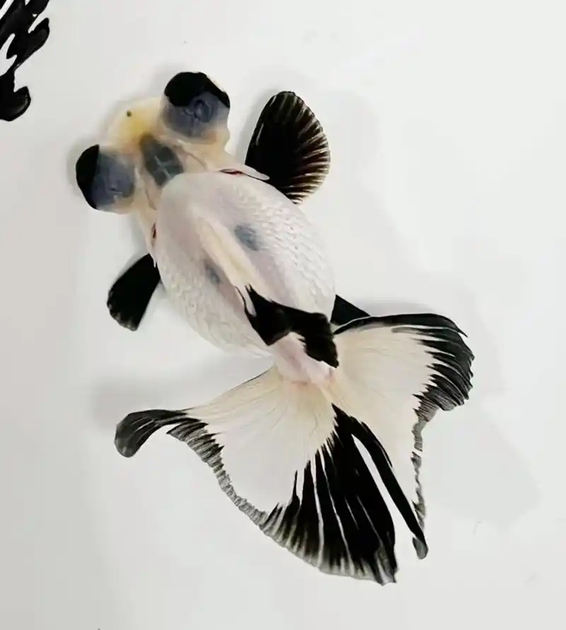 观赏鱼 #神奇动物在抖音 熊猫蝶尾金鱼#国粹金鱼  - 抖音