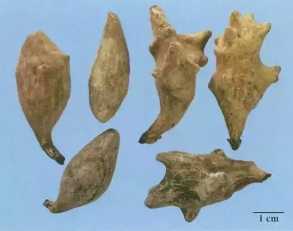 每天最少学一味中药-五倍子