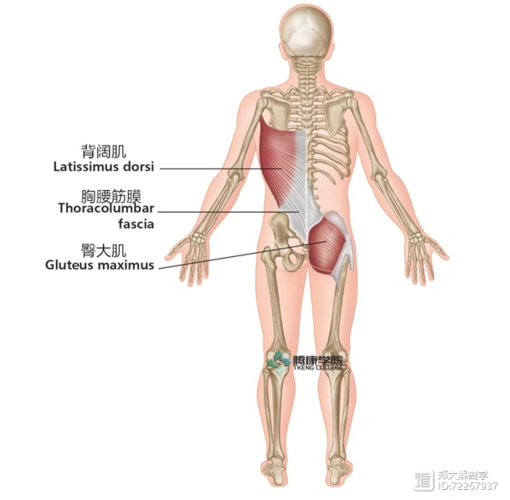 臀大肌功能解剖