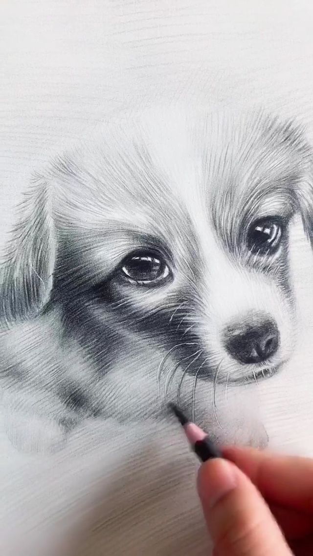 可爱小狗素描画,喜欢的进来看看.