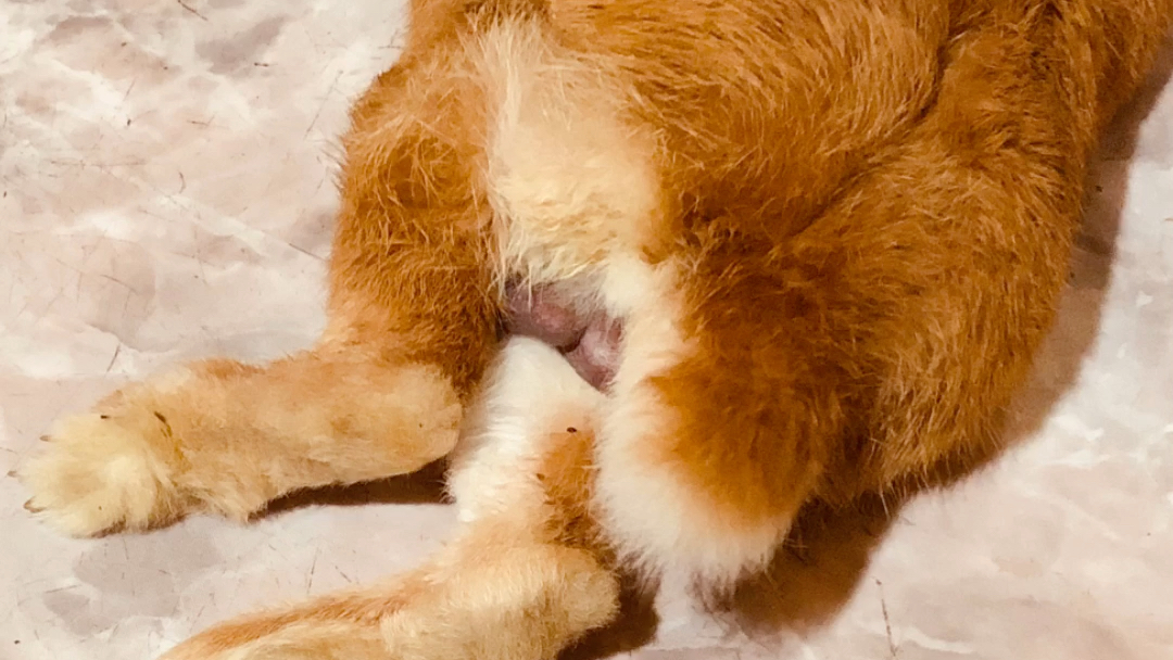 兔兔拥有迷人蛋蛋