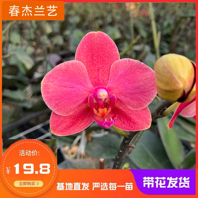 带花苞蝴蝶兰原杯发货无土栽培室内好养四季开花阳台花卉绿植盆栽