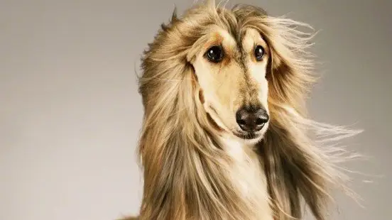 阿富汗猎犬实在是太丑了,给你10w你愿意去养一只么?