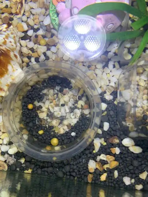 求助这个是鹦鹉卵吗第一次当奶奶不太懂