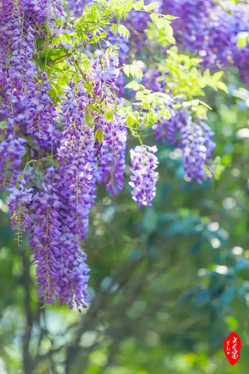 紫藤花开 ,醉了谁的一帘幽梦