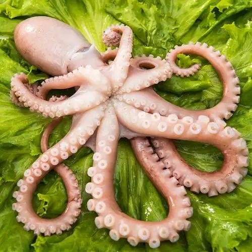 海鲜水产冷冻鲜活章鱼青岛大网