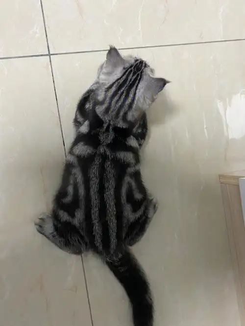 我三个月四斤二两 三个月十几天五斤多 是胖是瘦啊#美短虎斑