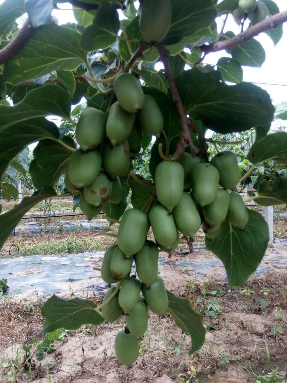 软枣猕猴桃苗软枣泥猴桃树苗当年结果苗辽宁本地嫁接苗