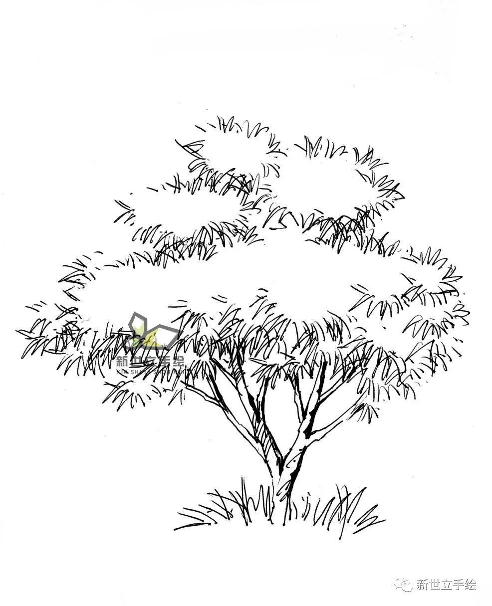 这期小编分享灌木地被系列的画法,如灌木丛,灌木球,水生植物,花草等