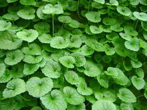 中草药金钱草气雾栽培表现芽苗菜,豆芽菜,无根豆芽,无公害蔬菜,绿色蔬