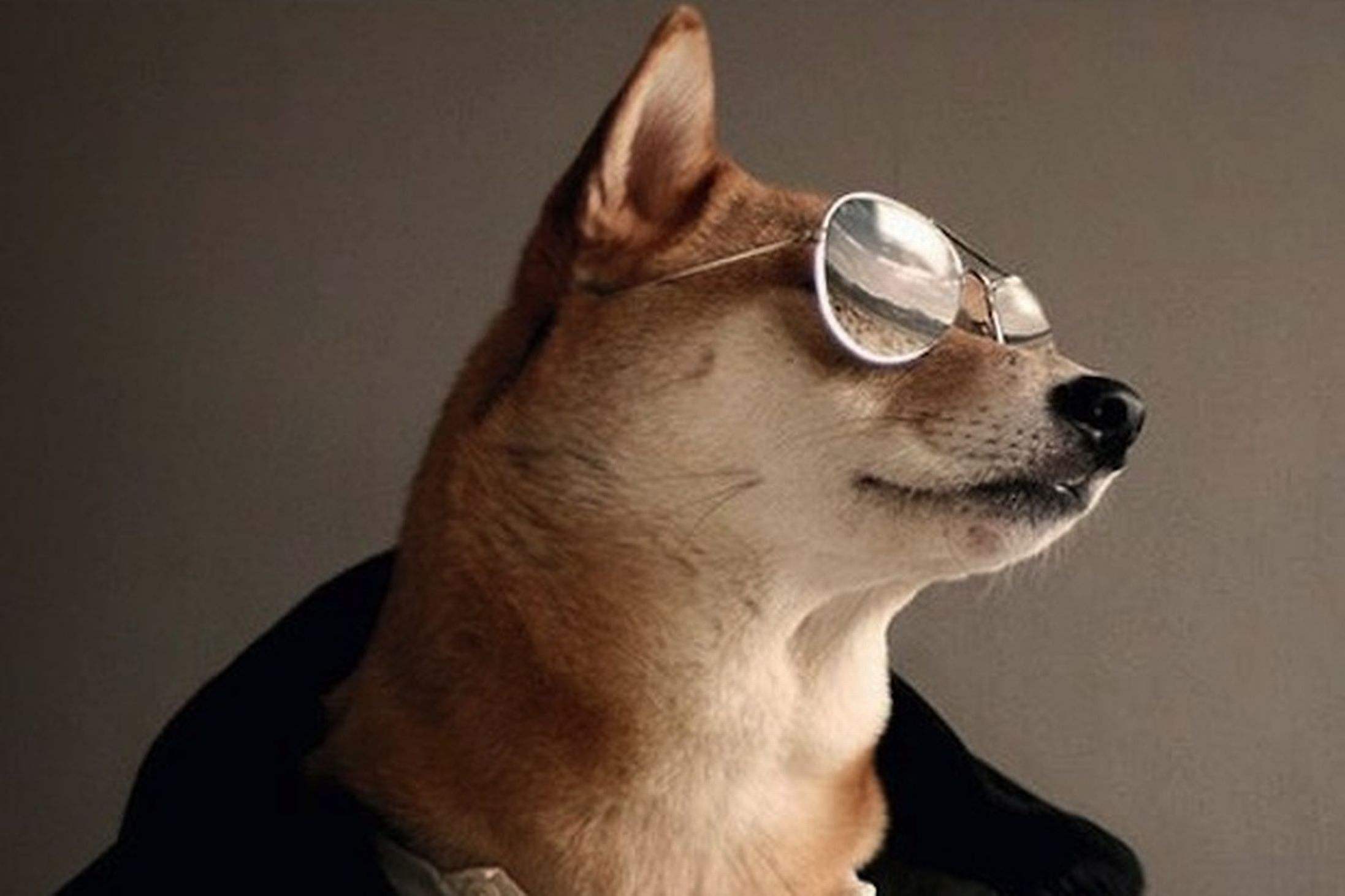 霸道柴总邪魅一笑黑色柴犬