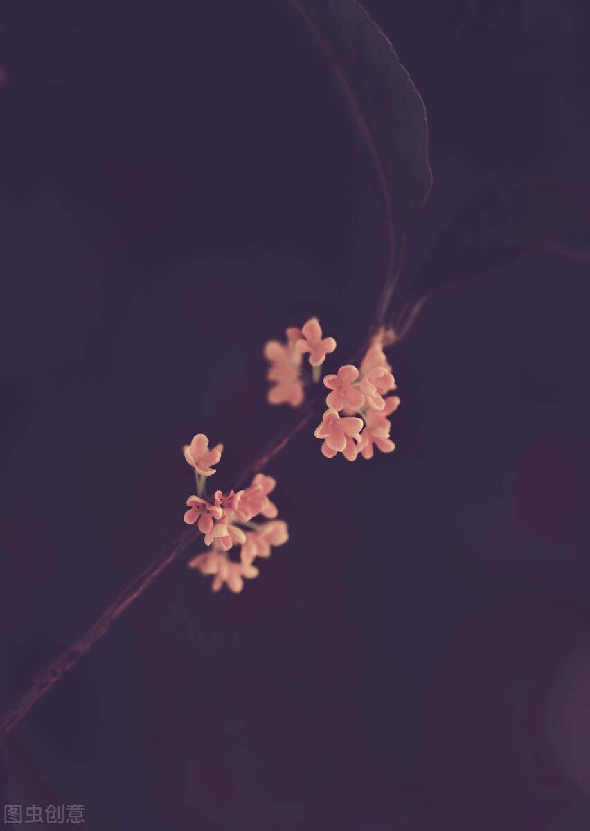 50张唯美禅意风景图片.高清淡雅意境壁纸,让人心静的自然美图