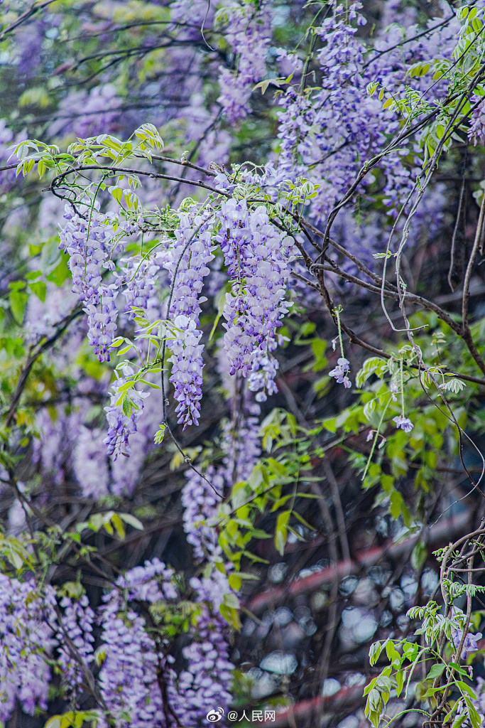 紫藤花盛放太浪漫
