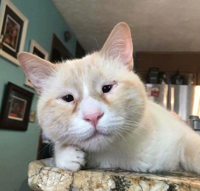 奇形怪状的丑猫咪,网友:再丑也是我的小宝贝!