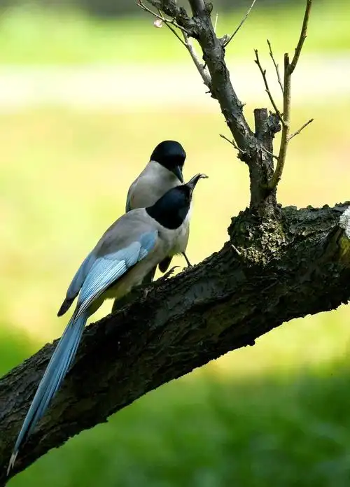 梅林里,一对灰喜鹊的故事