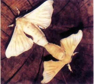 雄蚕蛾图片及功效有哪些