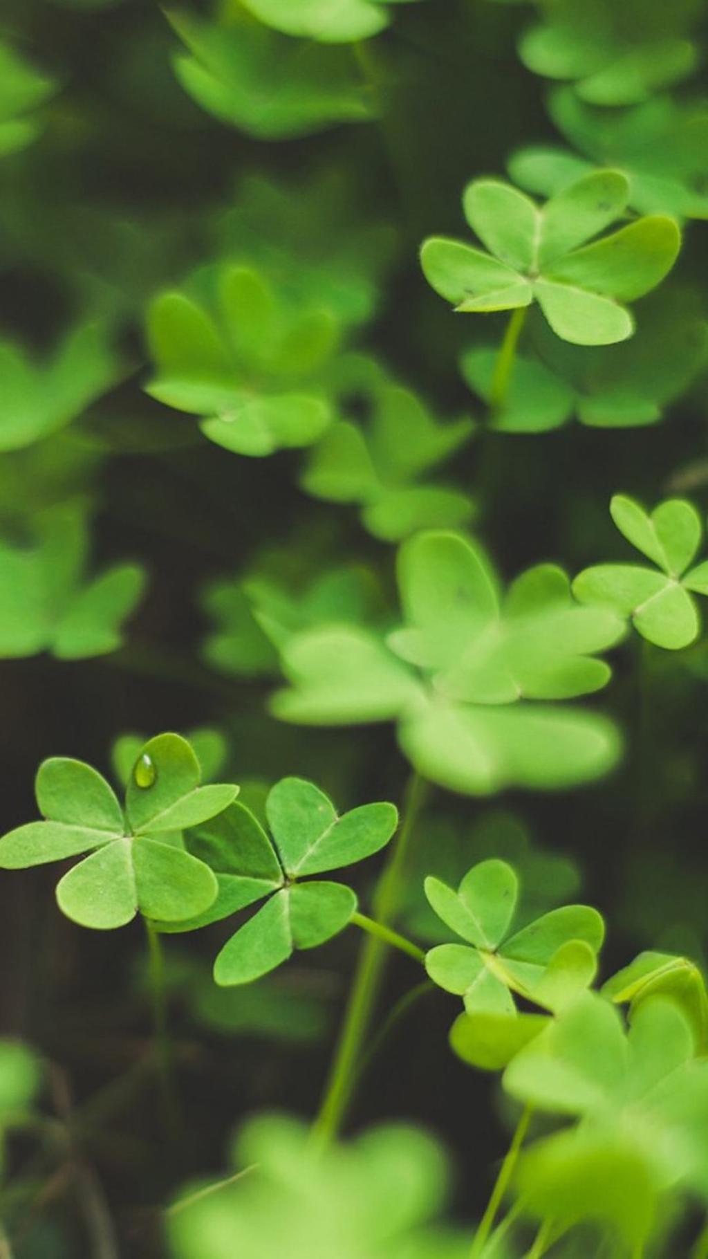 唯美幸运四叶草系