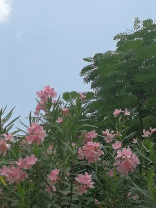 七绝 柳桃花开迎客来