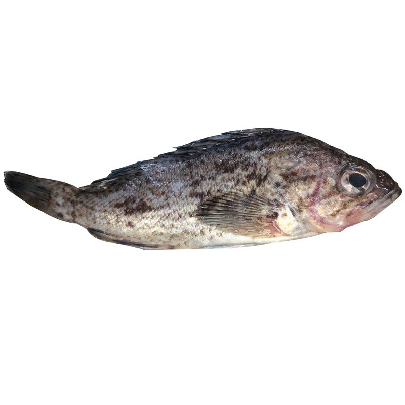 三蟹岛新鲜 黑头鱼 黑鱼 鲜活新鲜豆腐鱼 黑海鱼 黑老婆 海鱼 海鲜