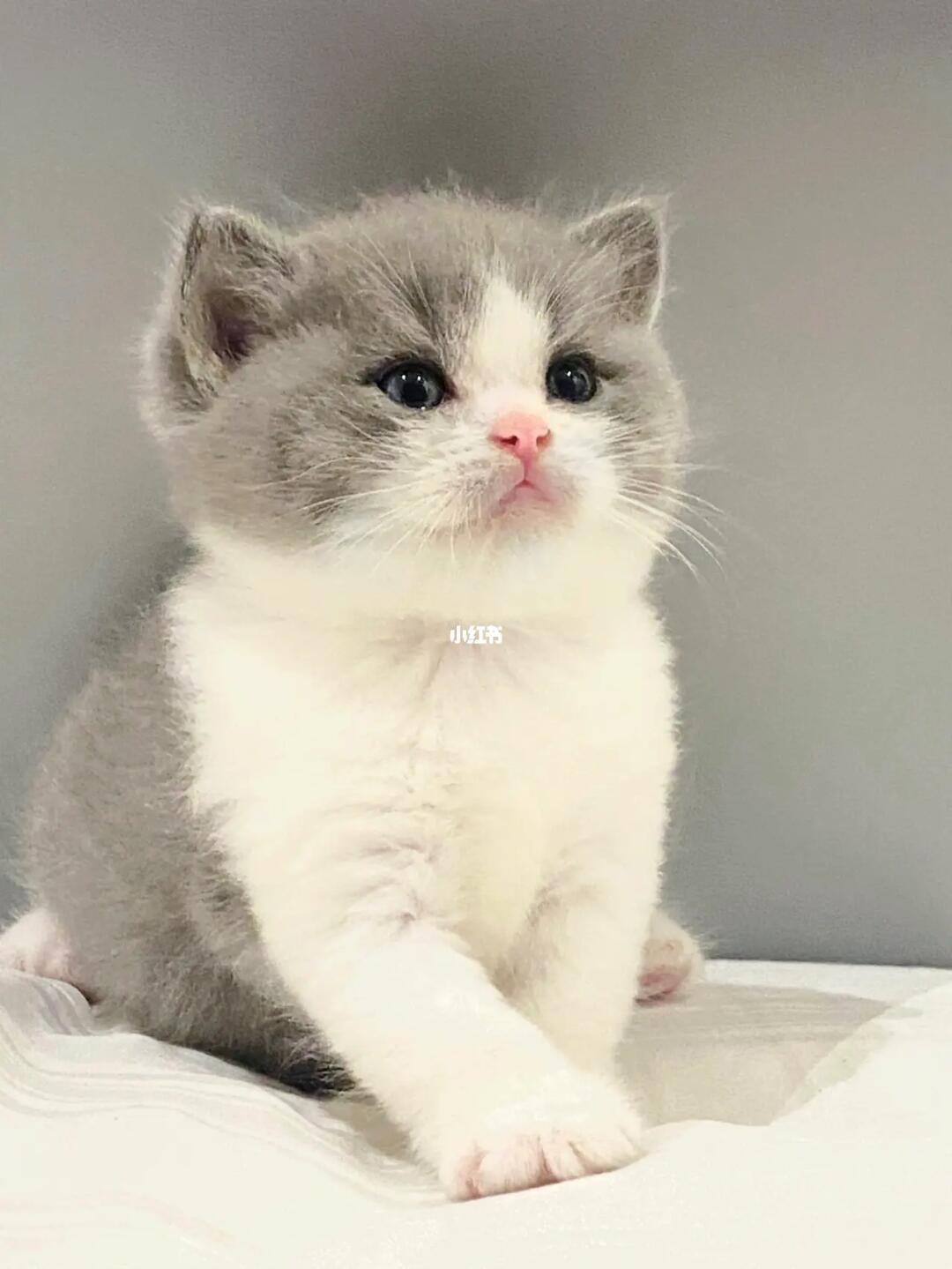 爸爸妈妈 euro 进口 wcf cert头又大又圆整窝里面最大只的#马来西亚猫