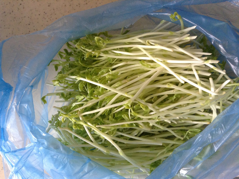 想知道这个像是苗类的蔬菜学名叫什么