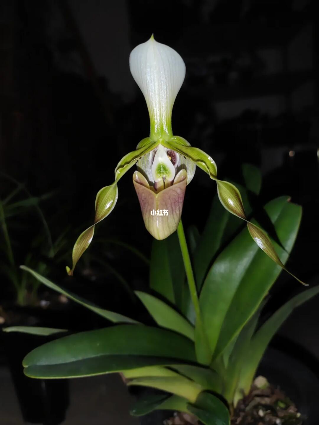 就喜欢的一个品种,如今终于自己把它养开花了[仙女r][流汗r]感恩#兜兰